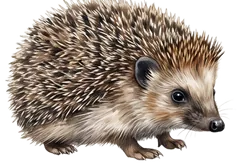 ハリネズミ