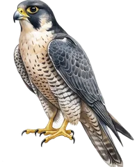 ハヤブサ